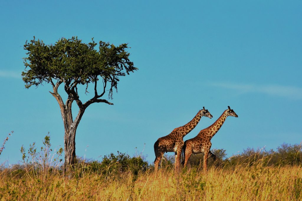 summer activities for the family - safari