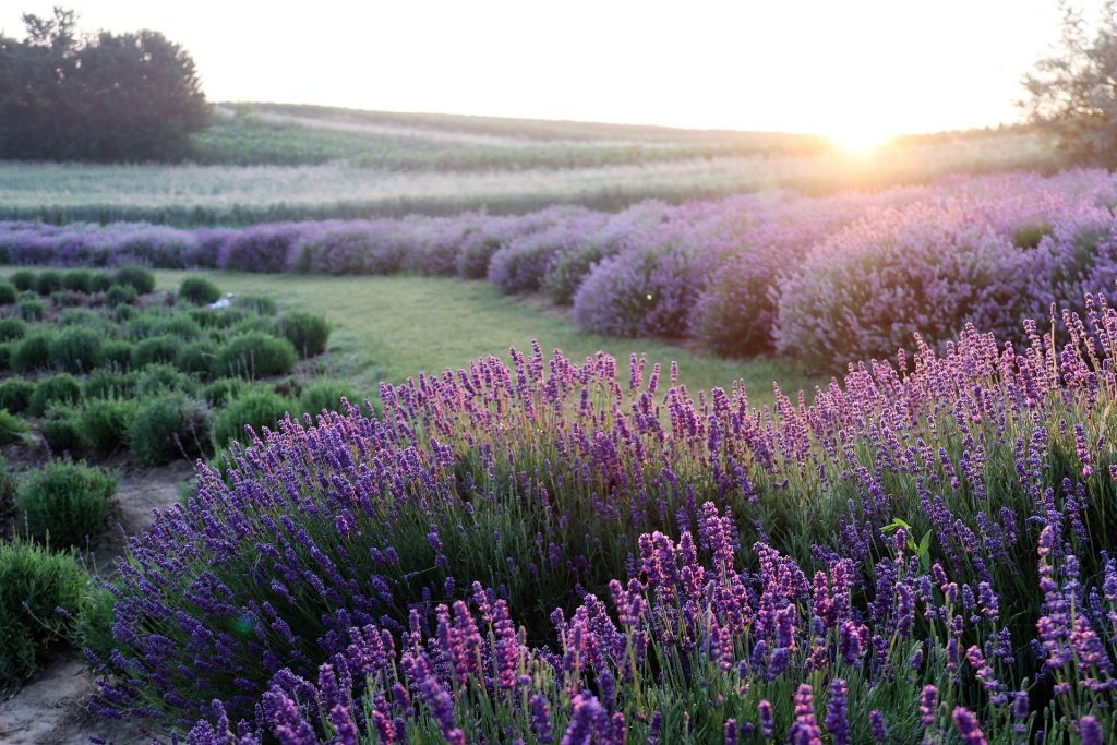 lavender in field